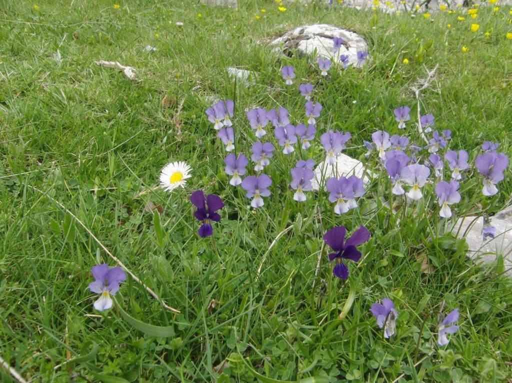SLorenzoB_12_violette (1280x959) (Copia)